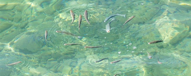 海水鱼的水怎么配，要用淡水和海盐来配制