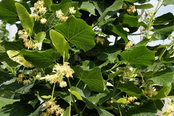 北方有什么蜜源植物，常见椴树、洋槐、油菜等品种