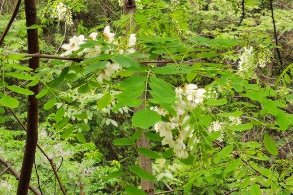 北方有什么蜜源植物，常见椴树、洋槐、油菜等品种