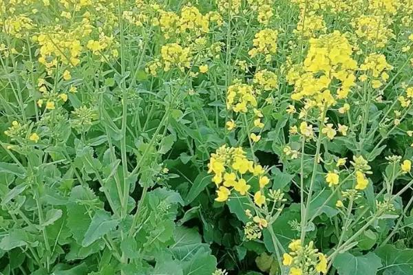 北方有什么蜜源植物，常见椴树、洋槐、油菜等品种