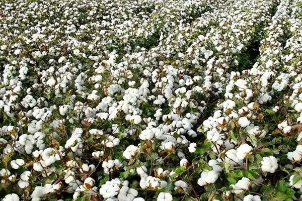 北方有什么蜜源植物，常见椴树、洋槐、油菜等品种