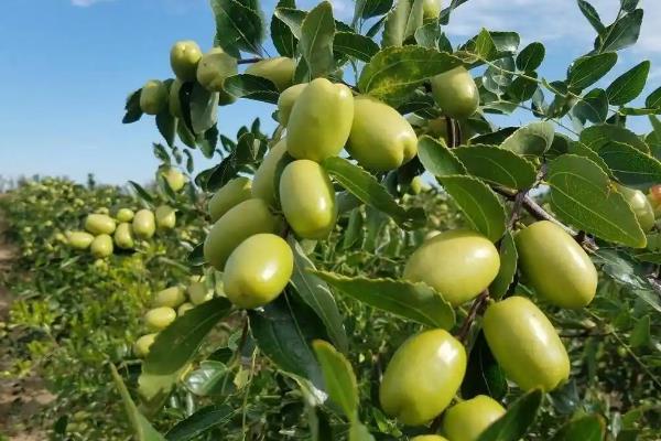 北方有什么蜜源植物，常见椴树、洋槐、油菜等品种