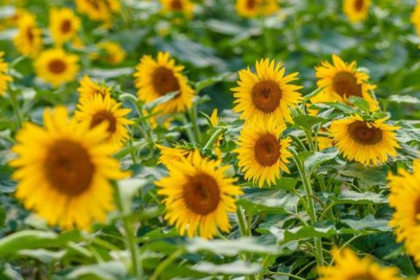 北方有什么蜜源植物，常见椴树、洋槐、油菜等品种