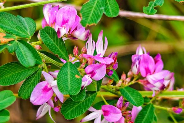 北方有什么蜜源植物，常见椴树、洋槐、油菜等品种