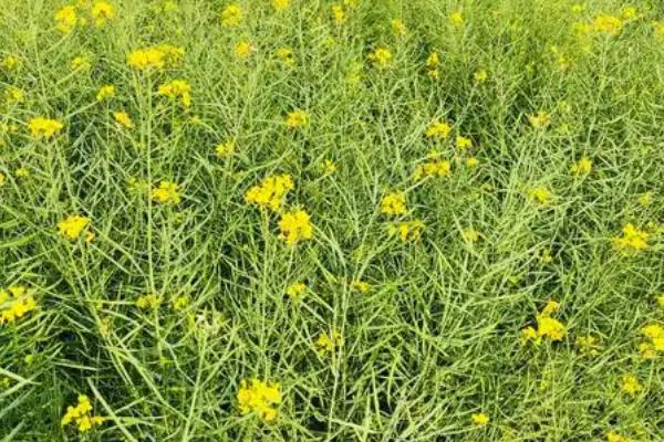 北方有什么蜜源植物，常见椴树、洋槐、油菜等品种