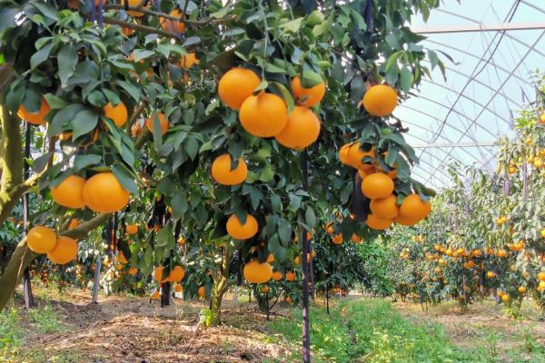 北方有什么蜜源植物，常见椴树、洋槐、油菜等品种