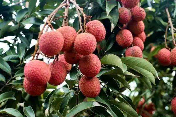 北方有什么蜜源植物，常见椴树、洋槐、油菜等品种