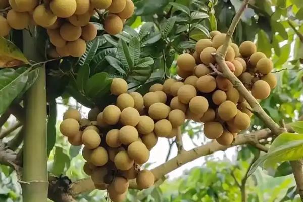 北方有什么蜜源植物，常见椴树、洋槐、油菜等品种
