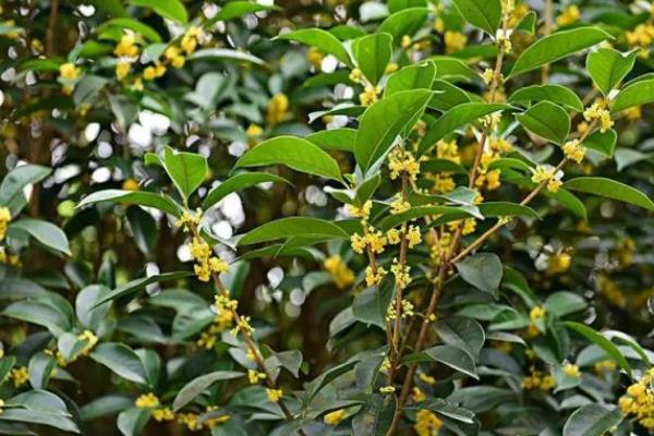北方有什么蜜源植物，常见椴树、洋槐、油菜等品种