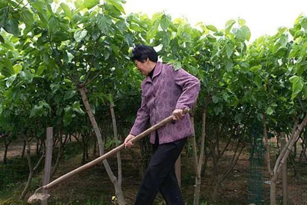 四季果桑的种植技术，根据长势及时施肥