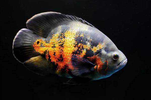 地图鱼的繁殖方法,将亲鱼放在繁殖缸中会自然授精