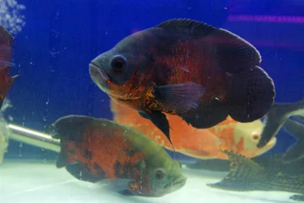 地图鱼的繁殖方法,将亲鱼放在繁殖缸中会自然授精