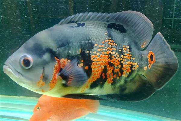 地图鱼的繁殖方法,将亲鱼放在繁殖缸中会自然授精