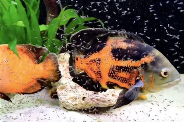 地图鱼的繁殖方法,将亲鱼放在繁殖缸中会自然授精