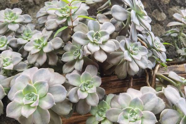 宝石花怎么养，一定要给予足够的光照条件