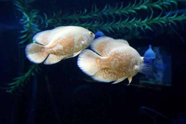 地图鱼的繁殖方法,将亲鱼放在繁殖缸中会自然授精