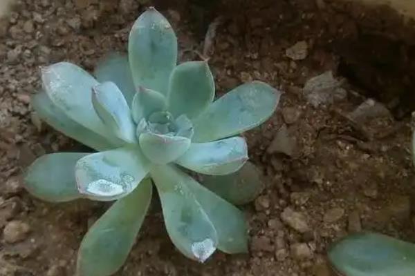 宝石花怎么养，一定要给予足够的光照条件