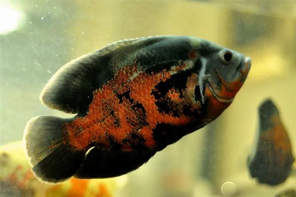 地图鱼的繁殖方法,将亲鱼放在繁殖缸中会自然授精