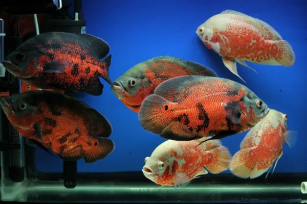 地图鱼的繁殖方法,将亲鱼放在繁殖缸中会自然授精