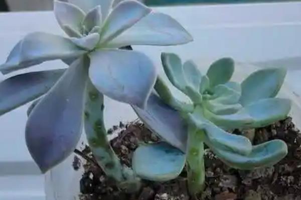 宝石花怎么养，一定要给予足够的光照条件