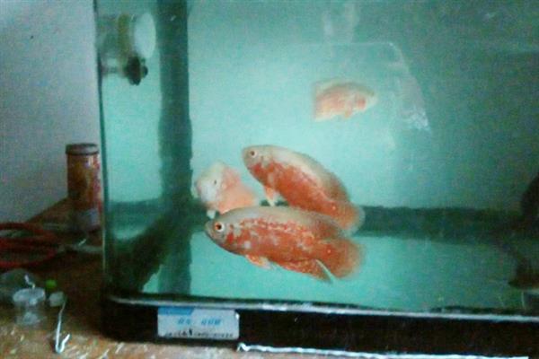 地图鱼的繁殖方法,将亲鱼放在繁殖缸中会自然授精