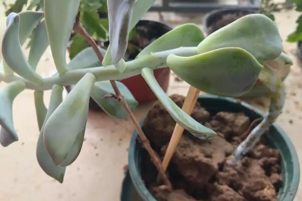 宝石花怎么养，一定要给予足够的光照条件