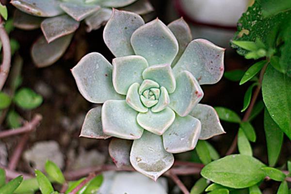 宝石花怎么养，一定要给予足够的光照条件