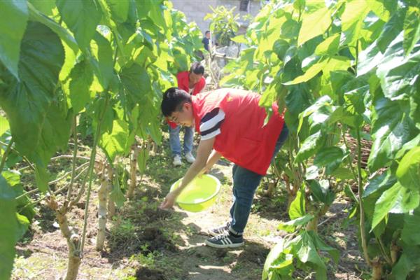四季果桑的种植技术，根据长势及时施肥