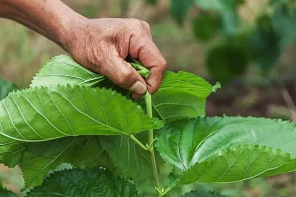四季果桑的种植技术，根据长势及时施肥