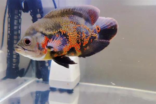 地图鱼的繁殖方法,将亲鱼放在繁殖缸中会自然授精