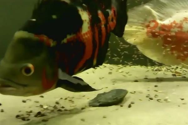 地图鱼的繁殖方法,将亲鱼放在繁殖缸中会自然授精