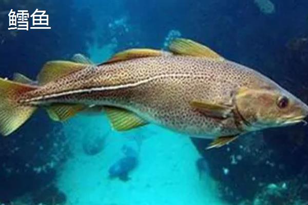 海水鱼的水怎么配,要用淡水和海盐来配制