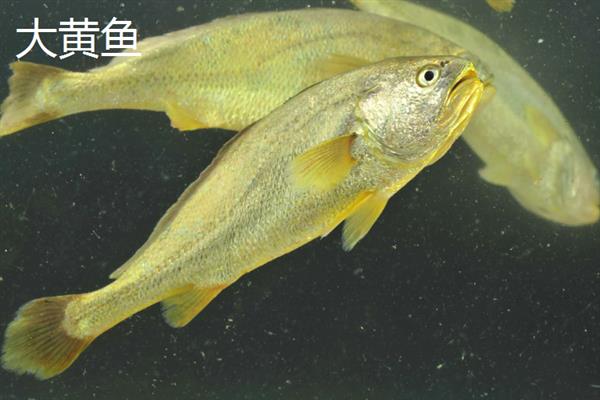 海水鱼的水怎么配,要用淡水和海盐来配制