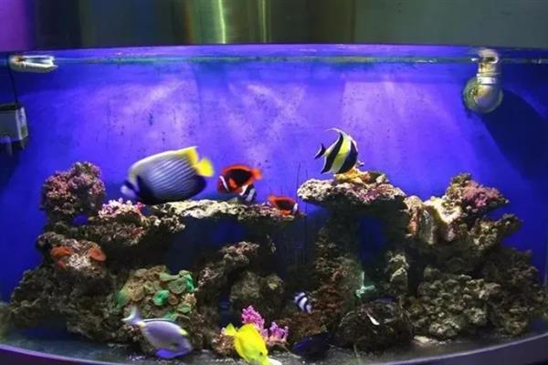 海水鱼的水怎么配,要用淡水和海盐来配制