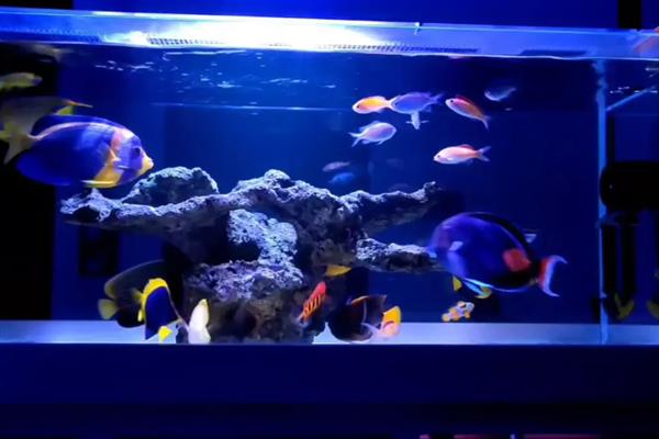 海水鱼的水怎么配,要用淡水和海盐来配制