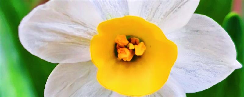 水仙花的开花季节，花期通常在1-2月份