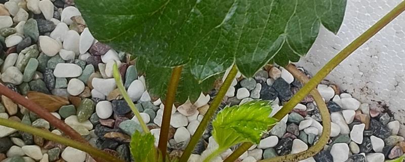 草莓的匍匐茎怎么繁殖，需选择健康、叶片厚实的植株作为母株