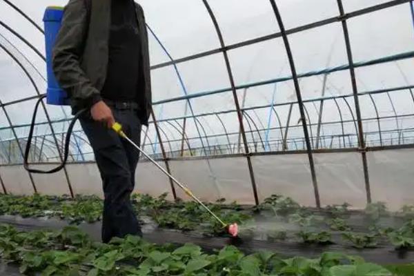草莓的成熟季节，在6-7月份成熟
