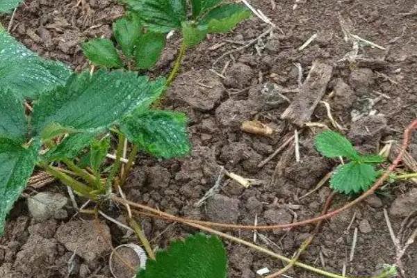 草莓的匍匐茎怎么繁殖，需选择健康、叶片厚实的植株作为母株
