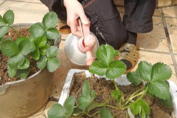 草莓的匍匐茎怎么繁殖，需选择健康、叶片厚实的植株作为母株