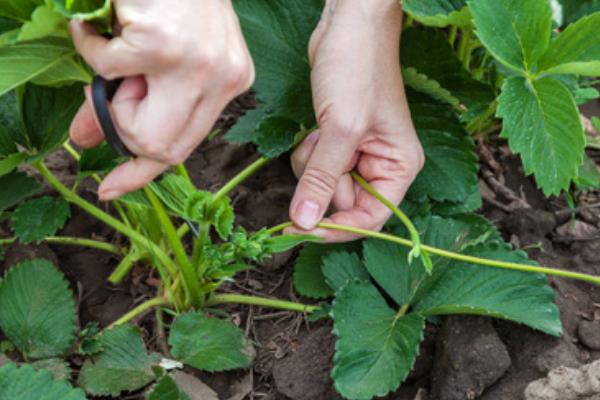 草莓的匍匐茎怎么繁殖，需选择健康、叶片厚实的植株作为母株
