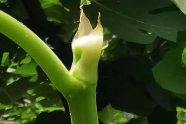 无花果夏季剪枝方法，徒生长、老枝、病弱枝都要剪除