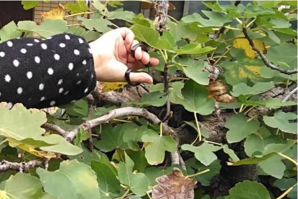 无花果夏季剪枝方法，徒生长、老枝、病弱枝都要剪除