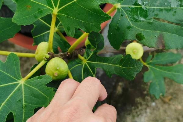 无花果夏季剪枝方法，徒生长、老枝、病弱枝都要剪除