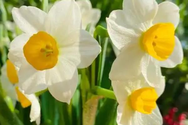 水仙花的开花季节，花期通常在1-2月份