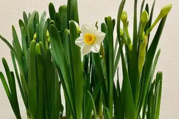 水仙花的开花季节，花期通常在1-2月份