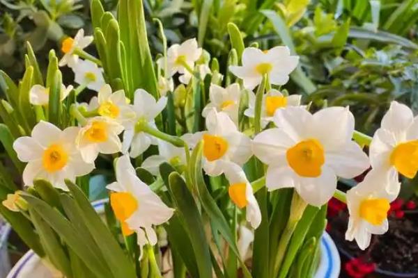 水仙花的开花季节，花期通常在1-2月份