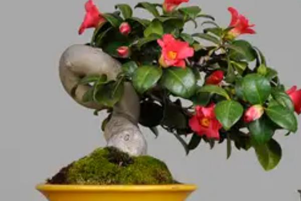 茶梅的种植方法,可以每隔3天给植株浇水一次