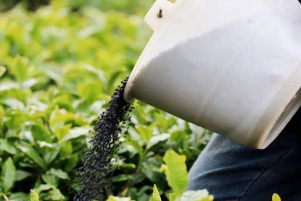 茶梅的种植方法,可以每隔3天给植株浇水一次