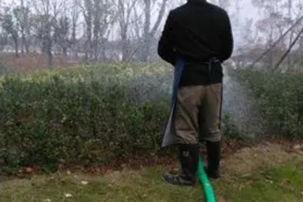茶梅的种植方法,可以每隔3天给植株浇水一次
